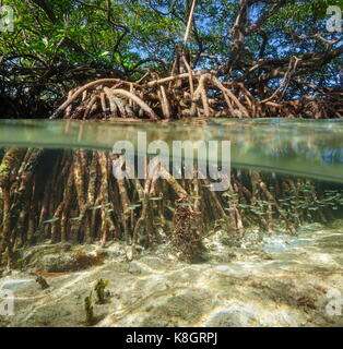 Geteilte Ansicht von Mangroven-Baum über und unter der Wasseroberfläche, Karibik Stockfoto