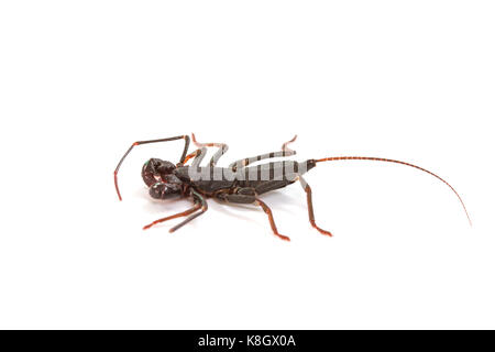 Nahaufnahme von Whip scorpion oder vinegarroon (Mastigoproctus giganteus) auf weißem Hintergrund Stockfoto