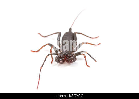 Nahaufnahme von Whip scorpion oder vinegarroon (Mastigoproctus giganteus) auf weißem Hintergrund Stockfoto