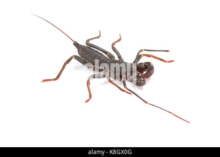 Nahaufnahme von Whip scorpion oder vinegarroon (Mastigoproctus giganteus) auf weißem Hintergrund Stockfoto