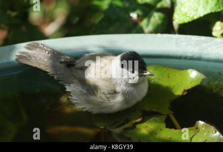 Ein männlicher Blackcap (Sylvia atricapilla), der auf einem Lilienpad badet. Stockfoto