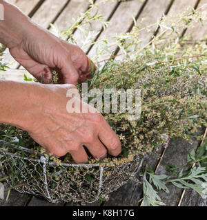 Beifuss in einem Korb, trocken, Ernte, Kräuterernte, gewöhnlicher Beifuss, Beifuss, Artemisia vulgaris, Mugwort, gewöhnlicher Wermut, L’Armoise commune, A Stockfoto