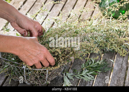 Beifuss in einem Korb, trocken, Ernte, Kräuterernte, gewöhnlicher Beifuss, Beifuss, Artemisia vulgaris, Mugwort, gewöhnlicher Wermut, L’Armoise commune, A Stockfoto