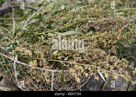 Beifuss in einem Korb, trocken, Ernte, Kräuterernte, gewöhnlicher Beifuss, Beifuss, Artemisia vulgaris, Mugwort, gewöhnlicher Wermut, L’Armoise commune, A Stockfoto