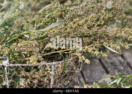 Beifuss in einem Korb, trocken, Ernte, Kräuterernte, gewöhnlicher Beifuss, Beifuss, Artemisia vulgaris, Mugwort, gewöhnlicher Wermut, L’Armoise commune, A Stockfoto