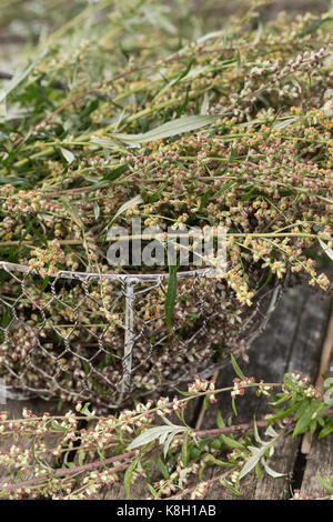 Beifuss in einem Korb, trocken, Ernte, Kräuterernte, gewöhnlicher Beifuss, Beifuss, Artemisia vulgaris, Mugwort, gewöhnlicher Wermut, L’Armoise commune, A Stockfoto