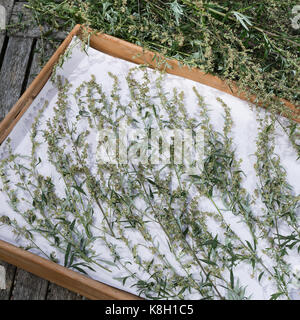 Beifuss trocken, Ernte, Kräuterernte, gewöhnlicher Beifuß, Beifuss, Artemisia vulgaris, Mugwort, gewöhnlicher Wermut, L’Armoise commune, Armoise citronne Stockfoto