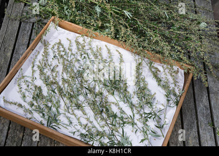 Beifuss trocken, Ernte, Kräuterernte, gewöhnlicher Beifuß, Beifuss, Artemisia vulgaris, Mugwort, gewöhnlicher Wermut, L’Armoise commune, Armoise citronne Stockfoto