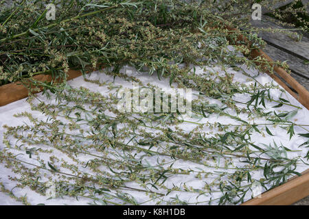 Beifuss trocken, Ernte, Kräuterernte, gewöhnlicher Beifuß, Beifuss, Artemisia vulgaris, Mugwort, gewöhnlicher Wermut, L’Armoise commune, Armoise citronne Stockfoto