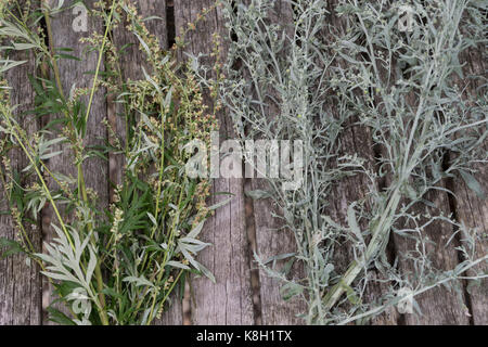 Vergleich Beifuß (links) und Wermut (rechts). Gewöhnlicher Beifuß, Beifuss, Artemisia vulgaris, Beifuß, Wermut, L’Armoise commune, Armoise c Stockfoto