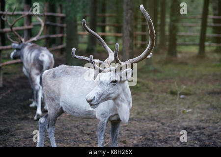 Weiße Frau Rentiere in eco Farm. Stockfoto