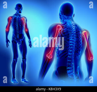 3D-Darstellung des Humerus - Teil des menschlichen Skeletts. Stockfoto