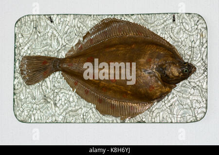 Die Fische werden in der Luft getrocknet - Stockfisch Stockfoto