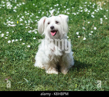 Cute flauschigen weißen Hund auf dem Rasen im Park Stockfoto