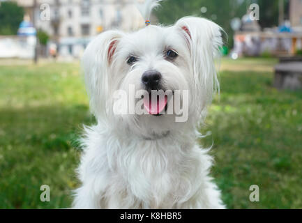 Flauschigen weißen Hund in der Stadt Süßen Stockfoto