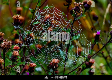 Tau spinnen Web Stockfoto