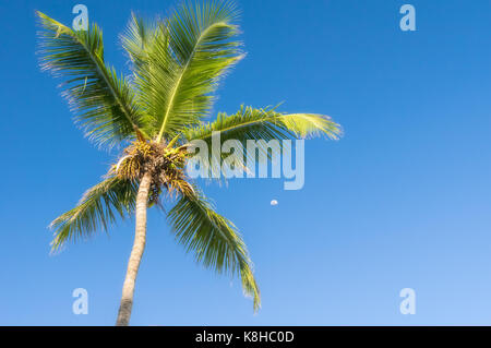 Früchte wachsen auf Palmen am blauen Himmel Hintergrund. Stockfoto