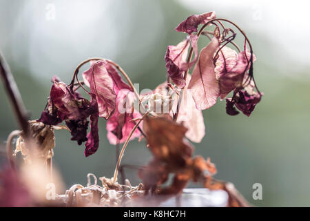 Getrocknete Blumen Stockfoto