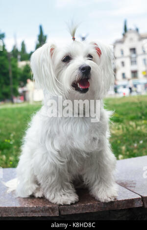 Flauschigen weißen Hund in der Stadt Süßen Stockfoto