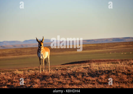 Das PRONGHORN (Antilocapra americana) auf einer Wiese in uns Stockfoto