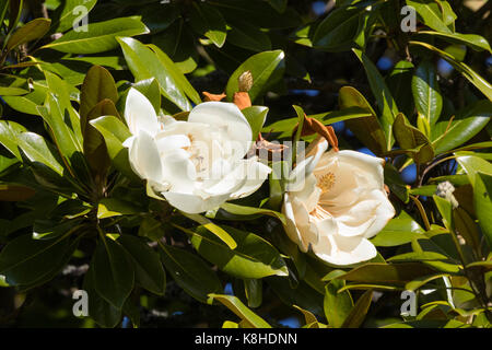 Cremeweiß duftenden Sommerblumen des Stiers Bay Tree, Magnolia grandiflora, gegen die gloosy immergrüne Blätter, Stockfoto