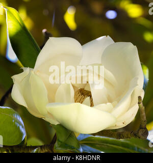 Cremeweiß duftenden Sommer Blüten der immergrünen bull Bay Tree, Magnolia grandiflora Stockfoto