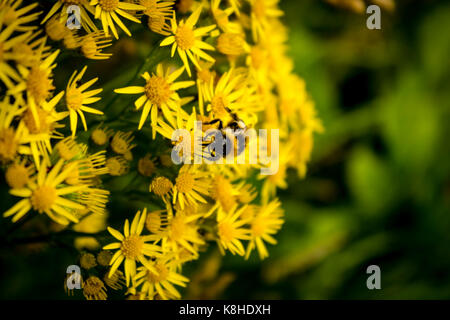 Bee Pollen sammeln in meinem Garten Stockfoto