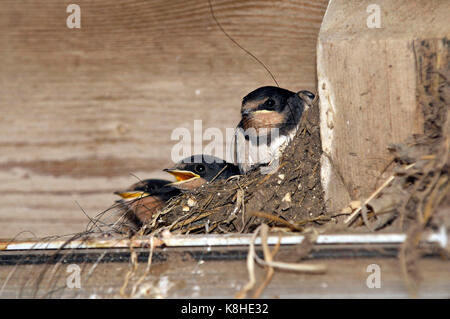 Scheune Nest von drei Schlucken Küken hirundo rustica mit Mund offen klafft Betteln und Aufruf zum Essen in das Nest aus Stroh und Lehm Stockfoto