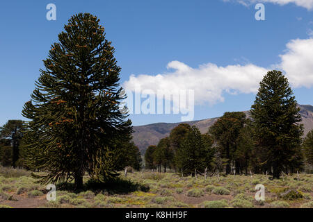 Vulkan Lanín, Villarrica Nationalpark, Grenze zwischen Chile und Argentinien Stockfoto