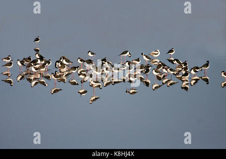 Black-necked Stelzen in Reflexion auf Teich Stockfoto