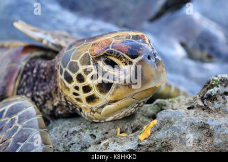 Schildkröte Stockfoto