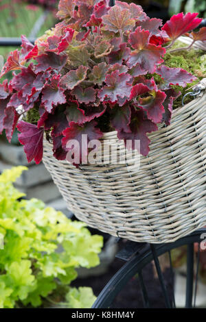 Heuchera 'roten Kleid"/Coral Bells Pflanzen in ein Fahrrad Korb auf einem Kindergarten Anzeige an der RHS Wisley Herbst flower show. Surrey. Großbritannien Stockfoto