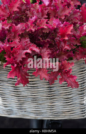 Heuchera 'Zipper'/Coral Bells Pflanzen in ein Fahrrad Korb auf einem Kindergarten Anzeige an der RHS Wisley Herbst flower show. Surrey. Großbritannien Stockfoto