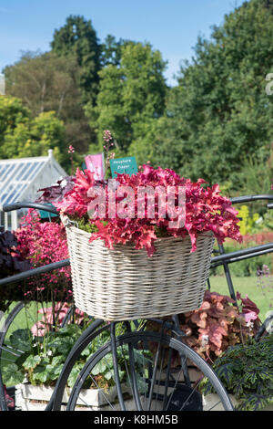 Heuchera 'Zipper'/Coral Bells Pflanzen in ein Fahrrad Korb auf einem Kindergarten Anzeige an der RHS Wisley Herbst flower show. Surrey. Großbritannien Stockfoto