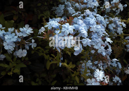 Vouliagmeni Griechenland Plumbago Auriculata Cape Leadwort immergrüner Strauch Stockfoto