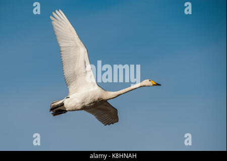 Low Angle View der Singschwan (Cygnus Cygnus) gegen Himmel fliegen Stockfoto