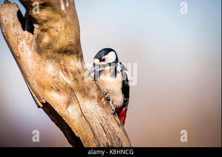 Nahaufnahme der Buntspecht (Dendrocopos major) Hackordnung auf Zweig Stockfoto