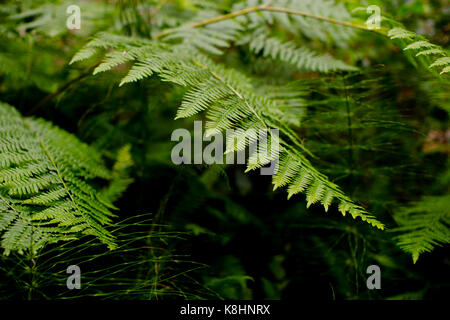 Nahaufnahme der Farn Pflanzen in Wald im Redwood National- und Staatsparks Stockfoto