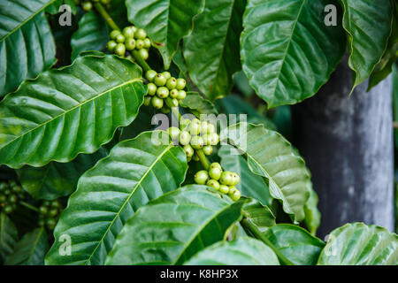 Frisches Grün Kaffee auf den Baum im Garten. Stockfoto