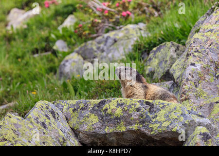 Alpine Murmeltier (Marmota marmota) im Gras. Die französischen Alpen Stockfoto