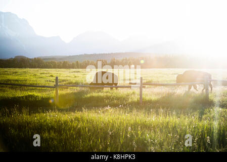 Amerikanische Bisons grasen auf der Wiese im Grand Teton National Park während der sonnigen Tag Stockfoto