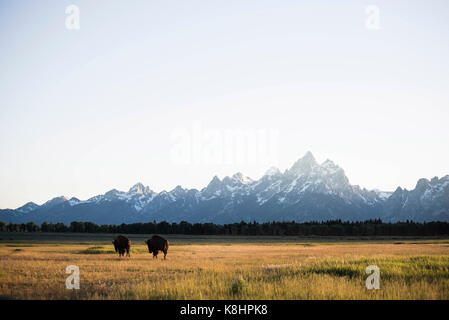 Ansicht der Rückseite des Amerikanischen Bisons grasen auf der Wiese im Grand Teton National Park gegen Berge Stockfoto