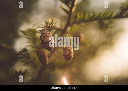 In der Nähe von Pine cones wächst am Baum Stockfoto