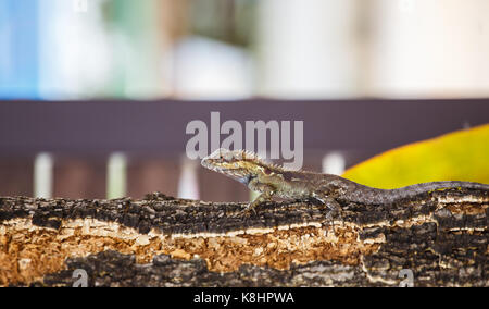 Chamäleon auf dem Baum. Stockfoto