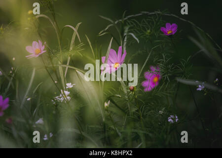 In der Nähe von Blumen blühen auf Feld in Park Stockfoto