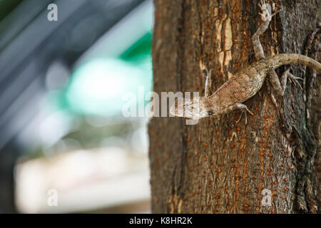 Chamäleon auf dem Baum. Stockfoto