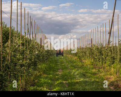 Reihe der junge Obstbäume im Obstgarten im Sommer. Stockfoto