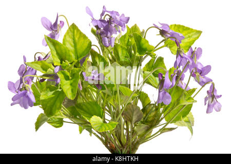 Ein Blumenstrauß der wunderschön blühenden wilden Veilchen. Stockfoto