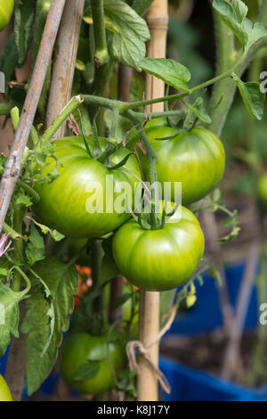 Unreife grüne Tomaten auf eine Zuteilung wachsende Stockfoto