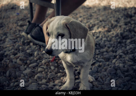 Hund am Strand kleine Hund Stockfoto